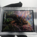 PSA 8 Star Wars Galaxy 2022 Wookiee 48 Wave Refractor /99 Topps Chrome [8]